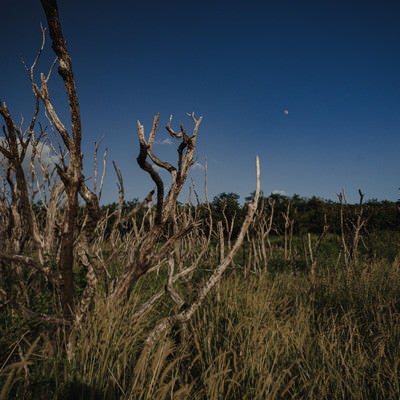 硫黄島旧噴火口付近の地熱で立ち枯れた木の写真