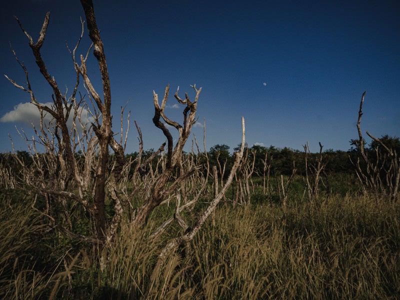硫黄島旧噴火口付近の地熱で立ち枯れた木の写真
