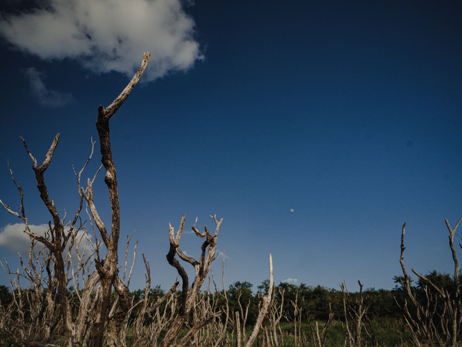 「硫黄島旧噴火口（ミリオンダラーホール）付近の立ち枯れた木を見下ろす小さな昼の月」の写真