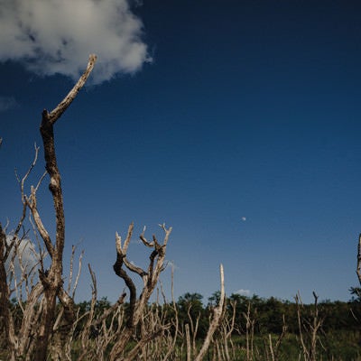 硫黄島旧噴火口（ミリオンダラーホール）付近の立ち枯れた木を見下ろす小さな昼の月の写真
