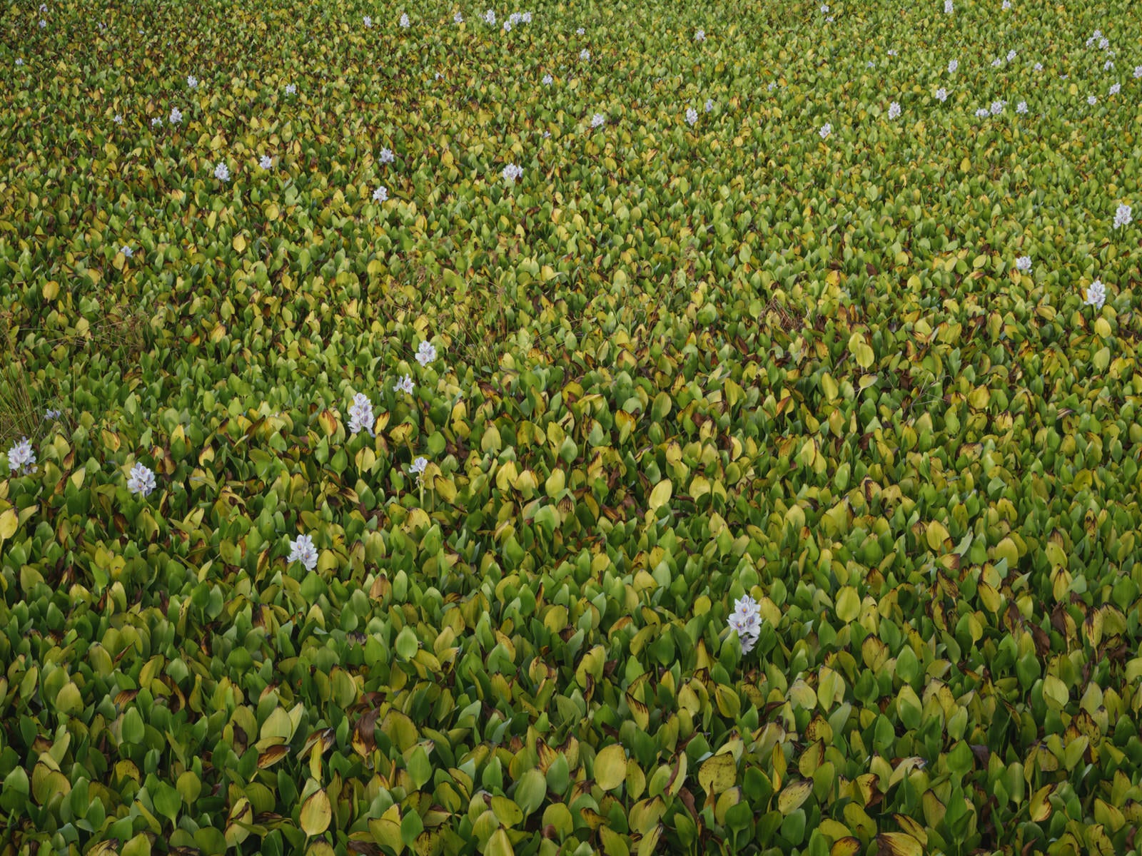 「水たまりをびっしりと埋める布袋葵」の写真