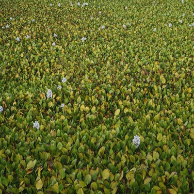 水たまりをびっしりと埋める布袋葵の写真