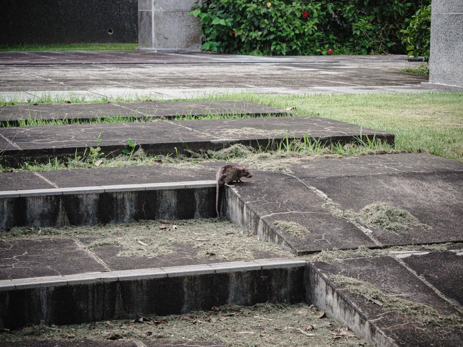 「鎮魂の丘の階段に現れたやせ細ったネズミ」の写真