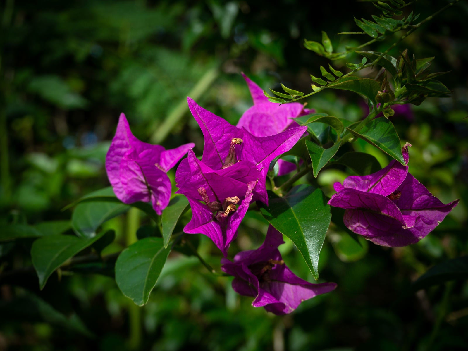「鮮やかな紫が映えるブーゲンビリア」の写真