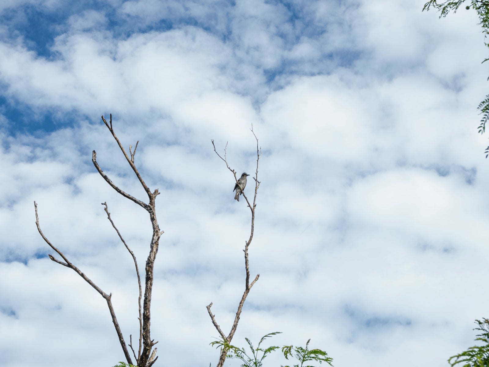 「立ち枯れた木で羽を休める磯鵯（イソヒヨドリ）」の写真