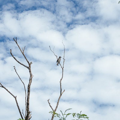 立ち枯れた木で羽を休める磯鵯（イソヒヨドリ）の写真