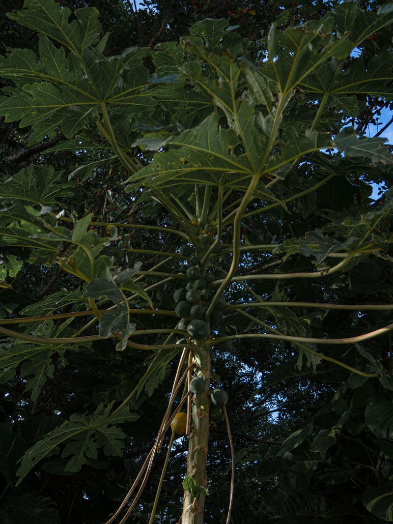 「島の道路脇に生える沢山実を付けたパパイヤの木」の写真