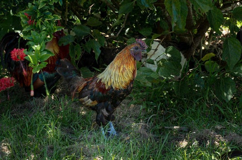 フウリンブッソウゲの木陰で涼む鶏の写真