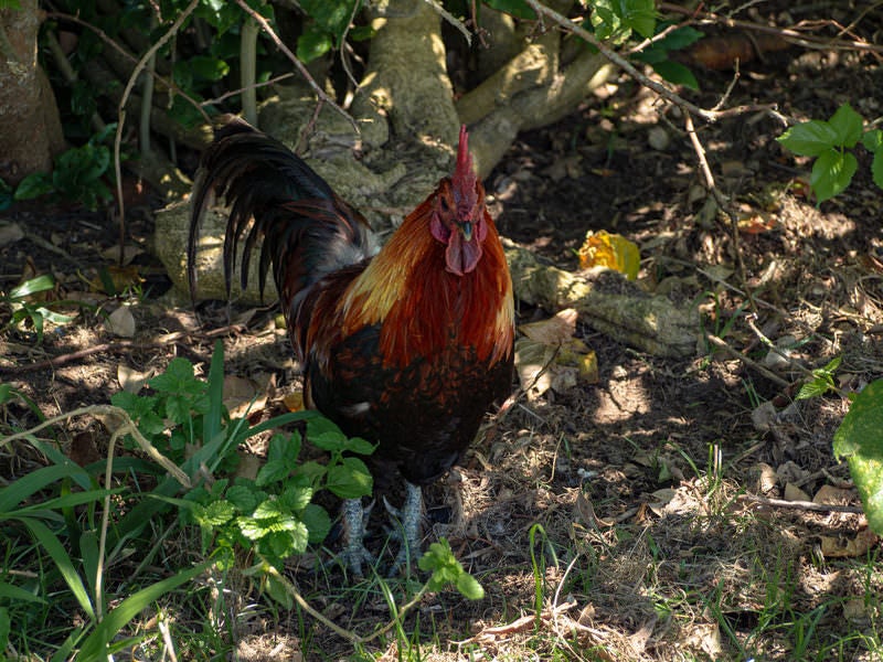 夏の日差しを避け木陰で過ごす鶏の写真