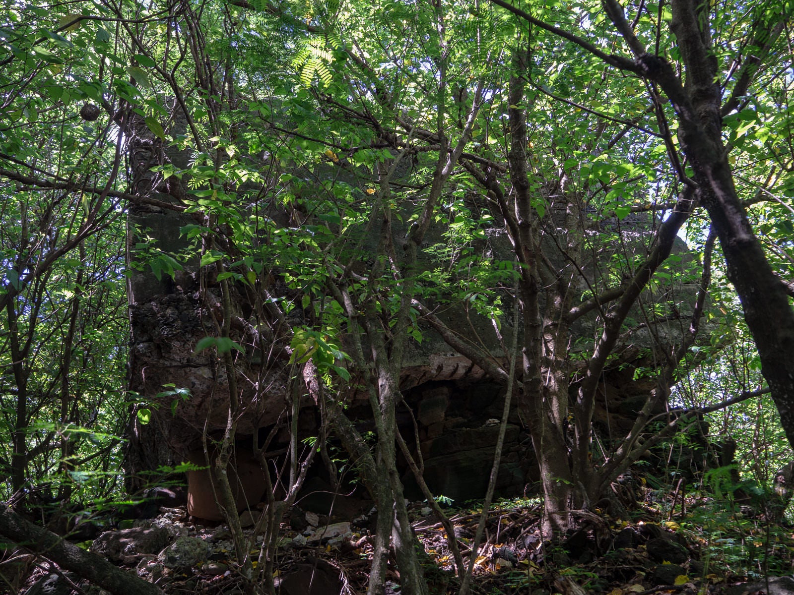 「鬱蒼と茂る木々に囲まれる壊れた第1中隊トーチカ」の写真