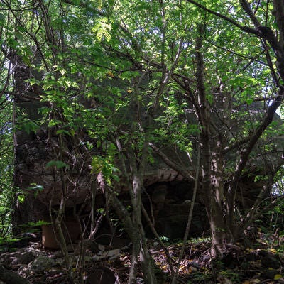 鬱蒼と茂る木々に囲まれる壊れた第1中隊トーチカの写真