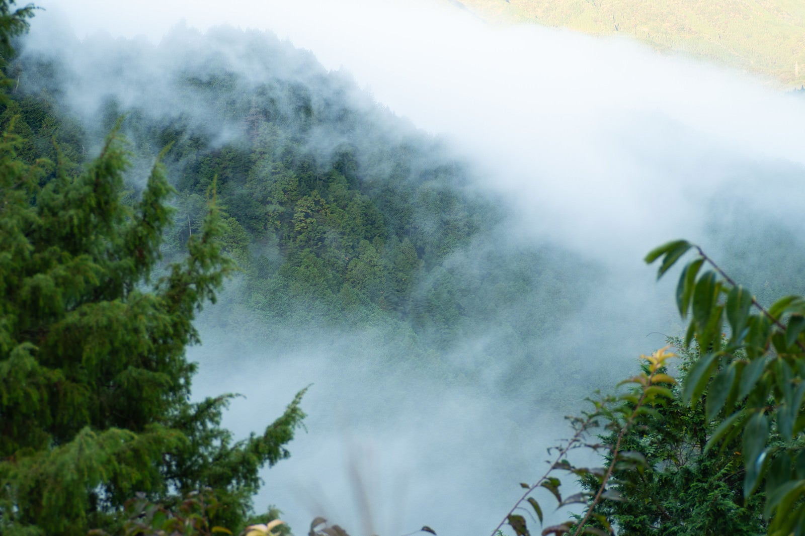 「山の斜面の木々の上を這うように霧が覆う」の写真