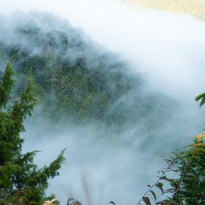 山の斜面の木々の上を這うように霧が覆うの写真