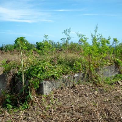 米海軍標識近くに残る草木に囲まれたコンクリート建造物の写真