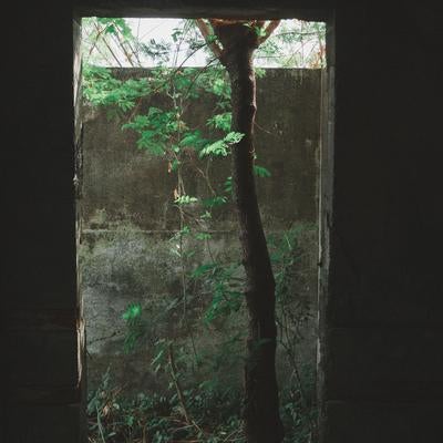 廃墟に差し込む光と生きる木のコントラストの写真