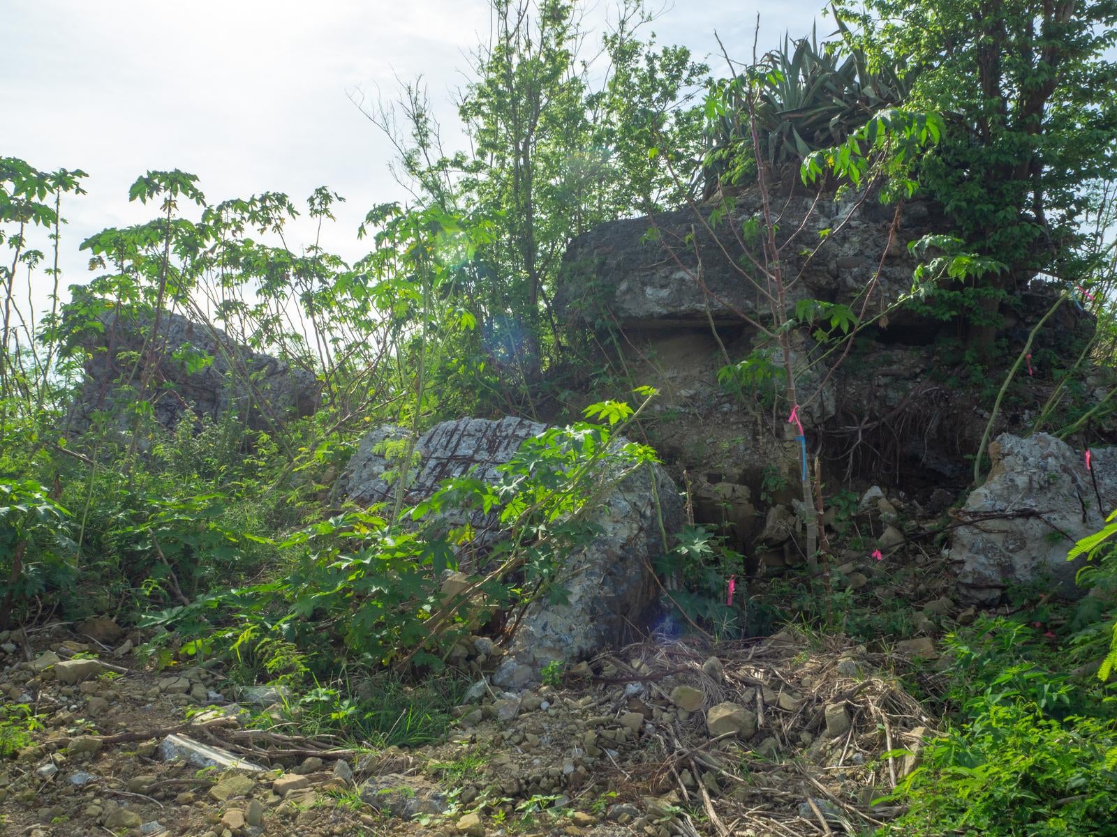 「自然に埋もれるように残る海軍南地区砲台群砲台跡」の写真