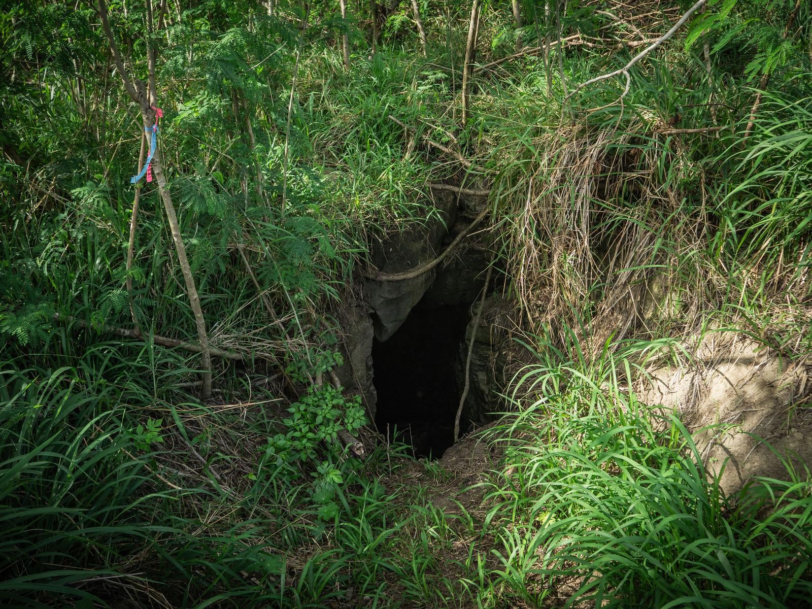 「緑豊かな斜面に口を開ける第１中隊壕東側壕口」の写真