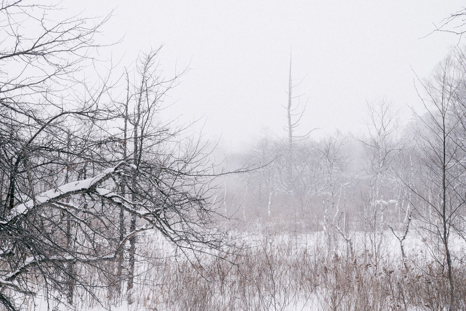 「雪積もる針葉樹と白樺」の写真