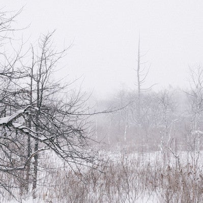 雪積もる針葉樹と白樺の写真