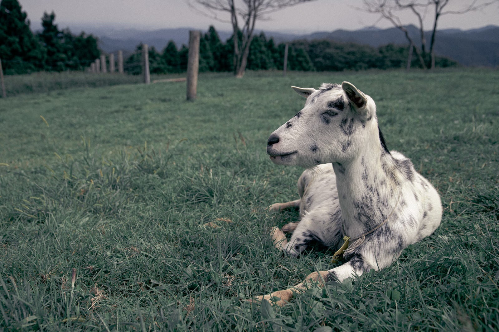 「牧場とうなだれる山羊」の写真