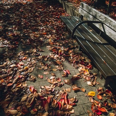 色付いた落葉のじゅうたんとベンチの写真