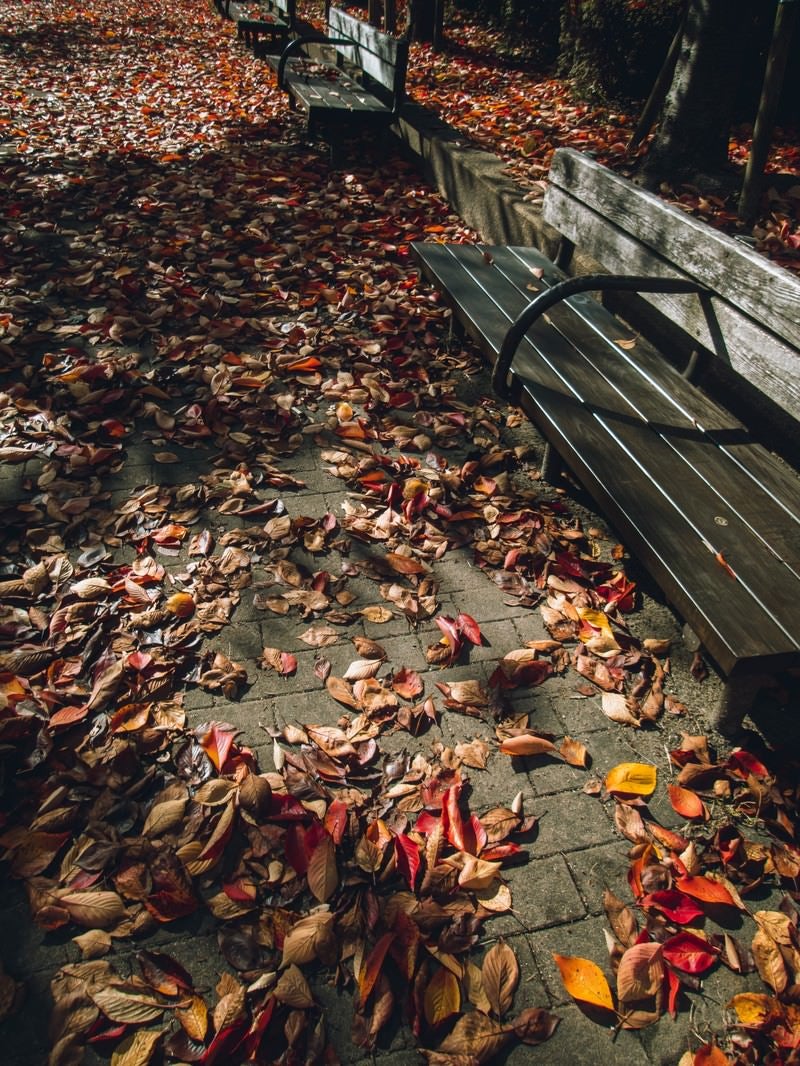 「色付いた落葉のじゅうたんとベンチ」の写真