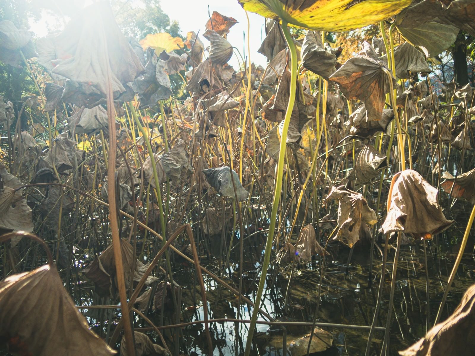 「湿原を覆う立ち枯れの植物」の写真