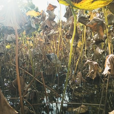 湿原を覆う立ち枯れの植物の写真
