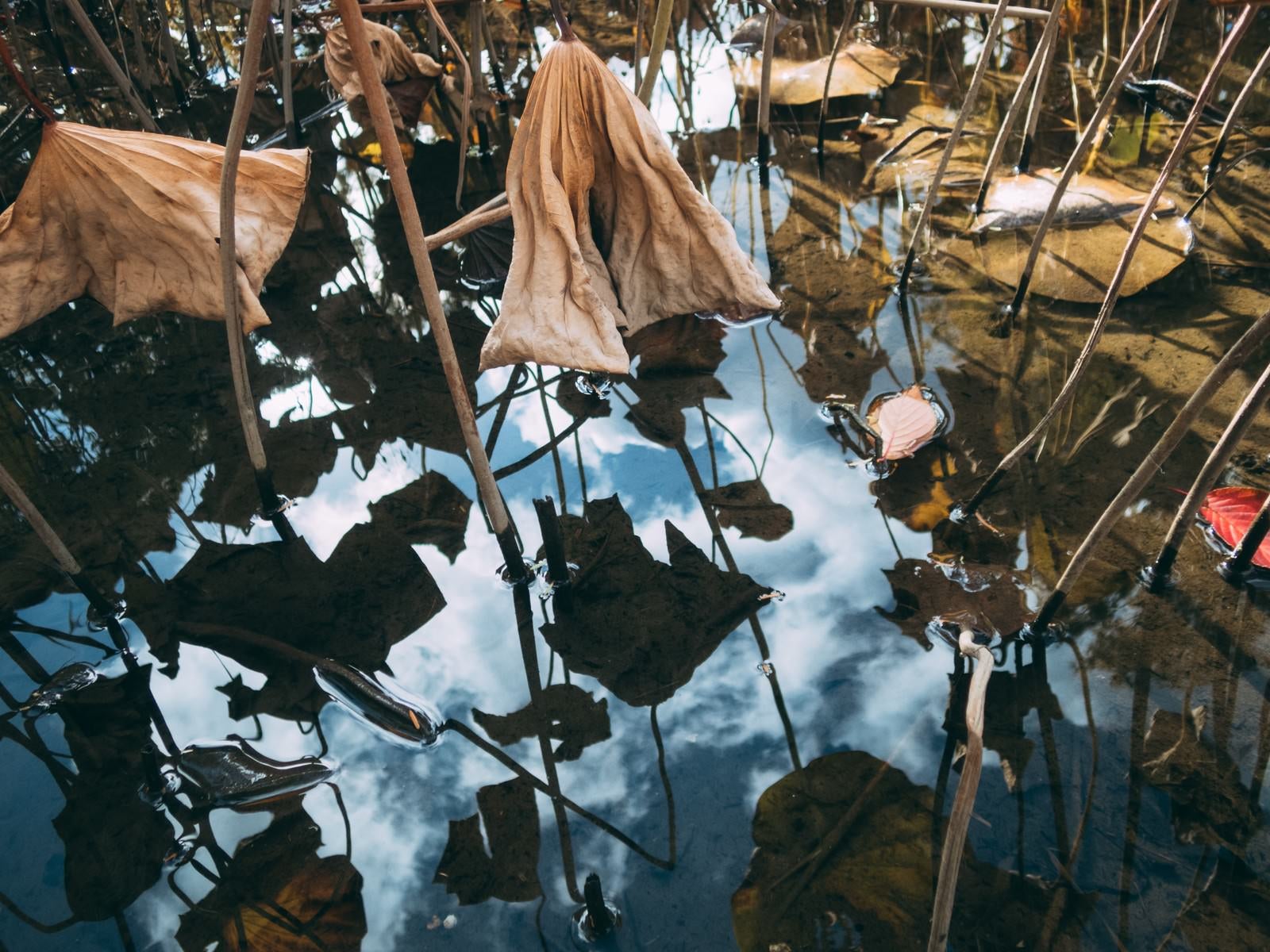「水面に映る枯れ葉と空」の写真