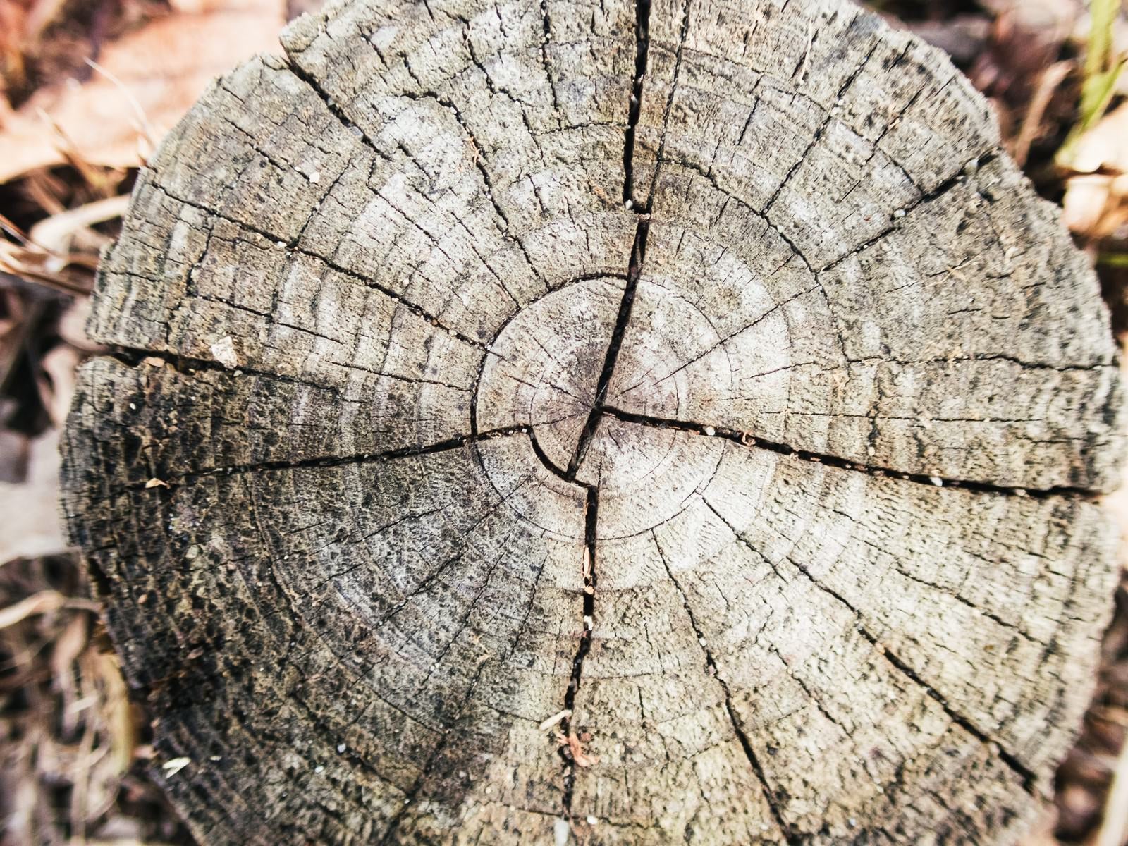 「ひび割れた木の断面」の写真