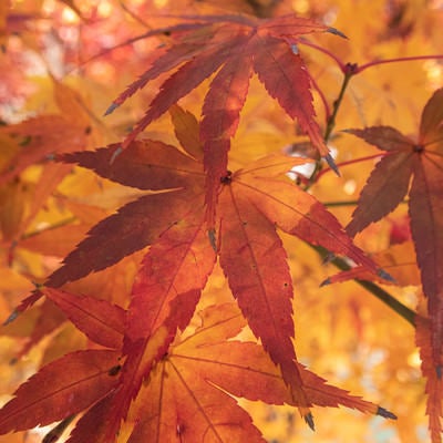 紅葉した大きな葉の写真