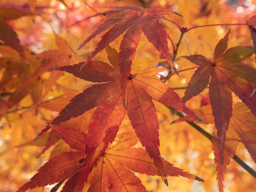紅葉した大きな葉の写真