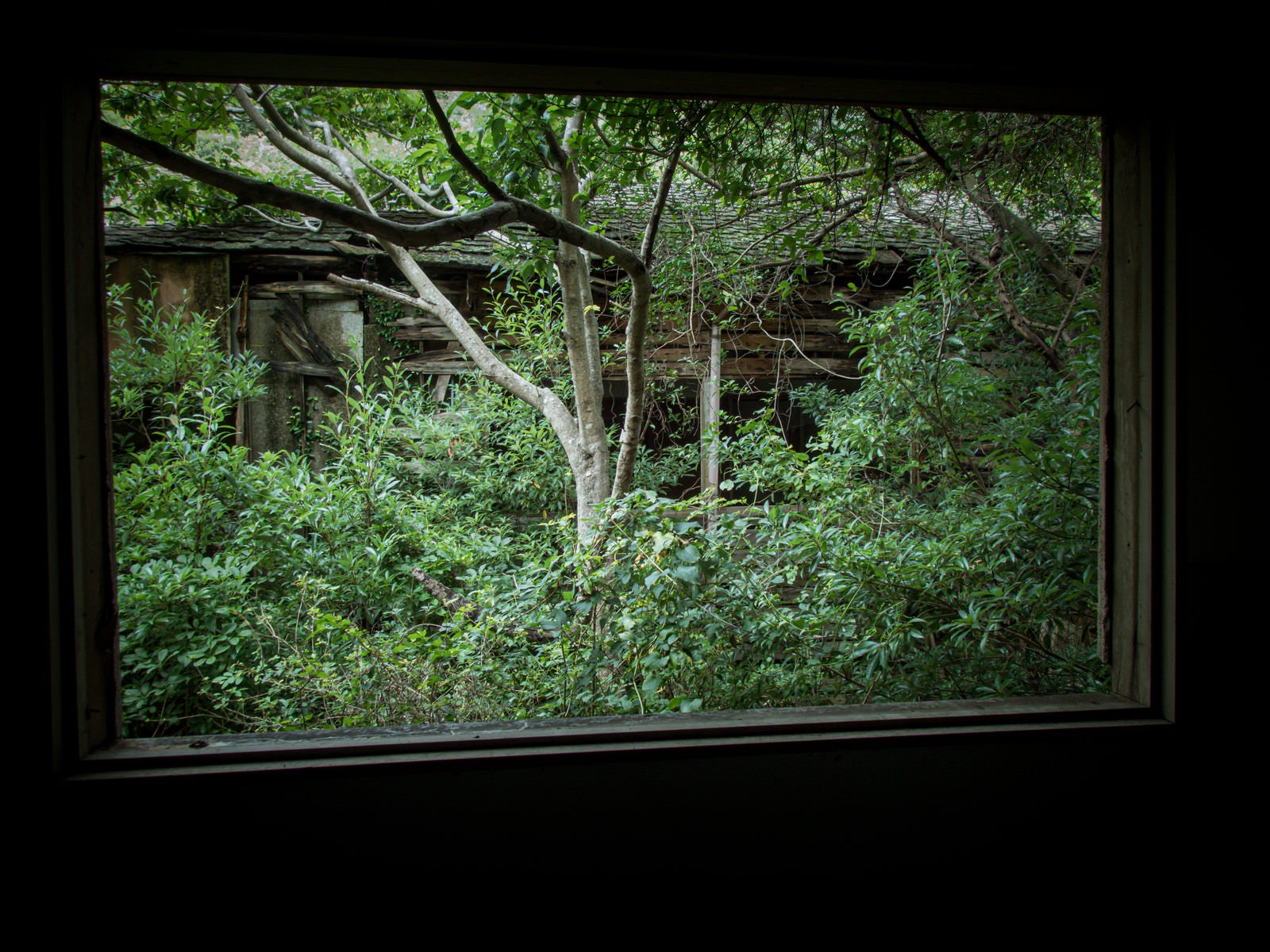 「窓から見える廃屋敷」の写真