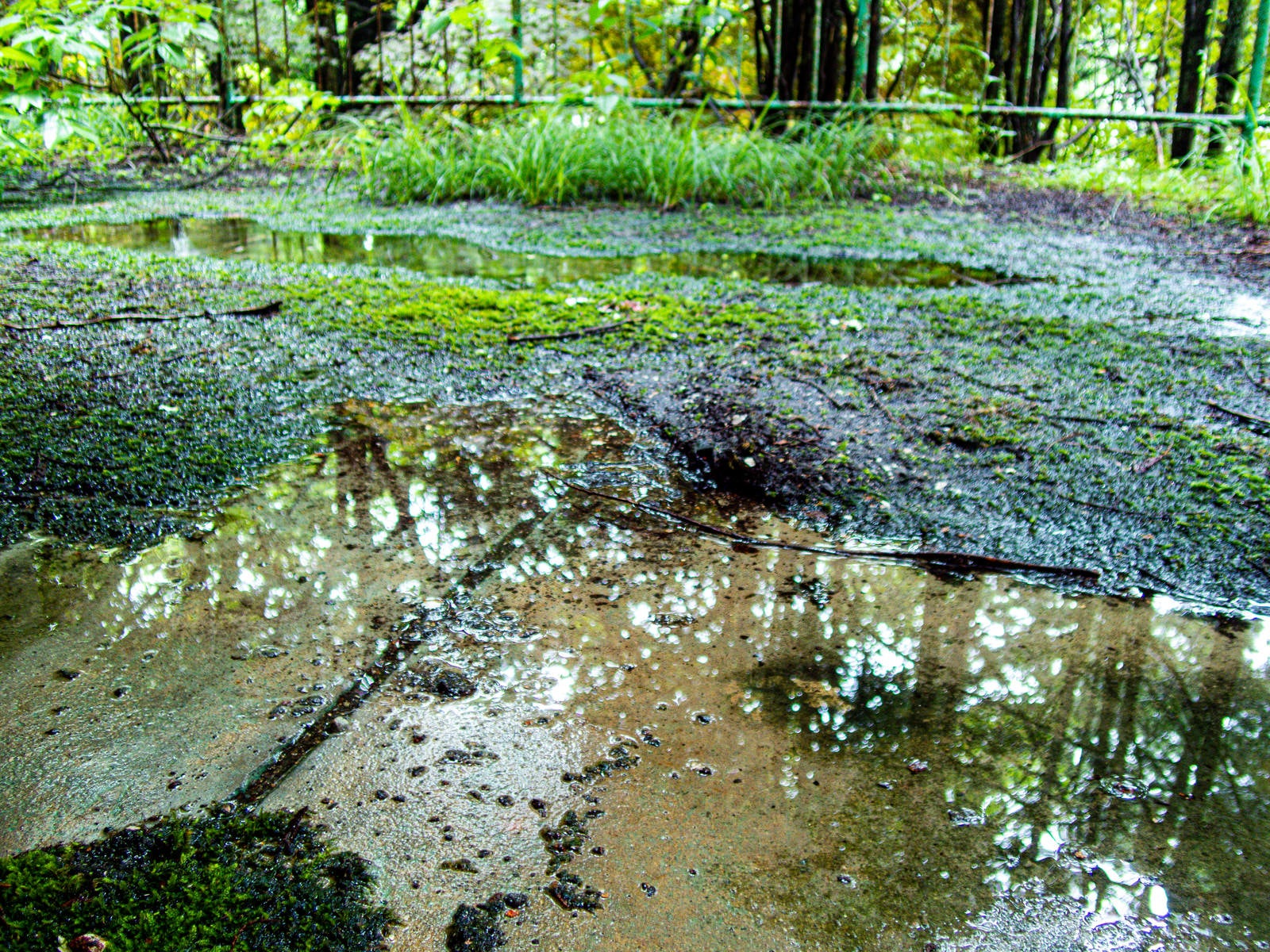 「苔と水たまりに覆われたコンクリート」の写真