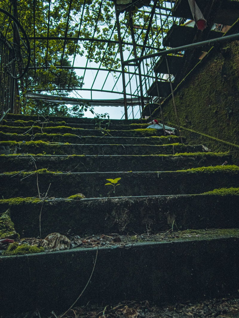 「苔に覆われて滑りそうな階段」の写真