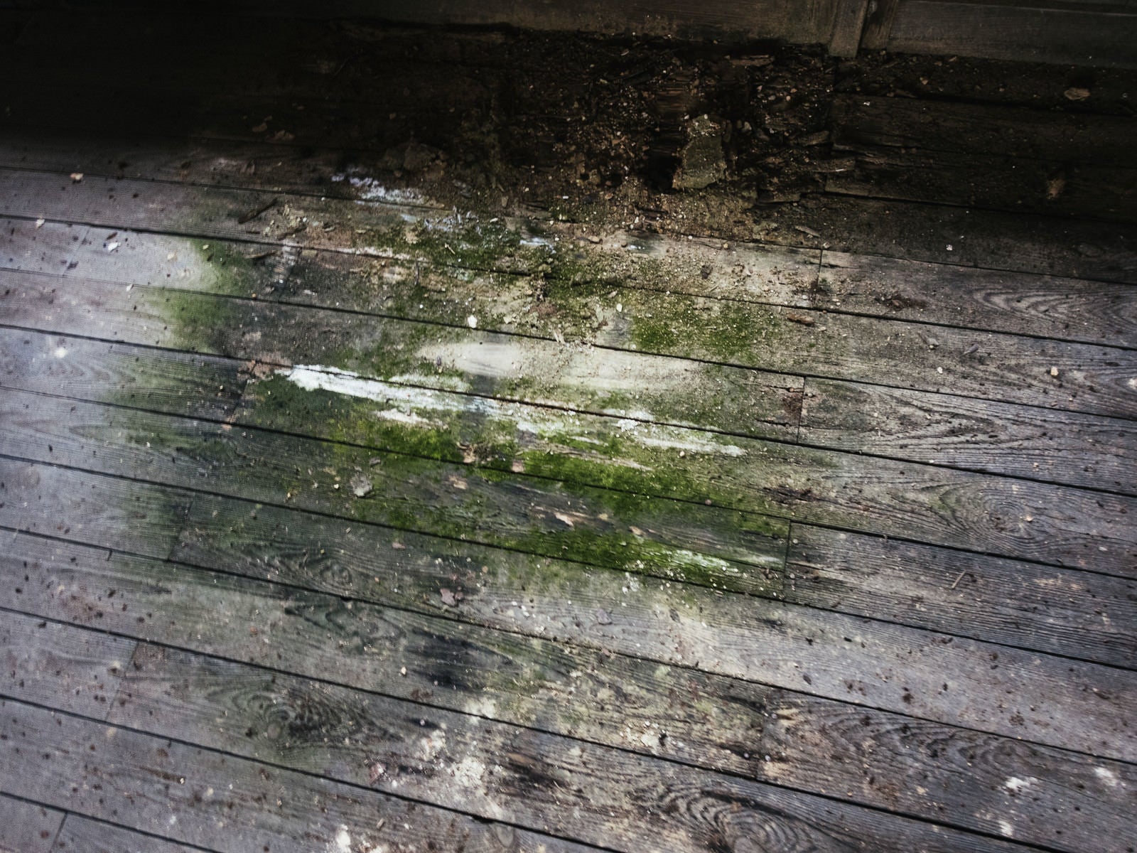 「廃校の苔生す廊下のシミ」の写真