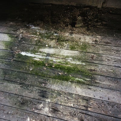 廃校の苔生す廊下のシミの写真