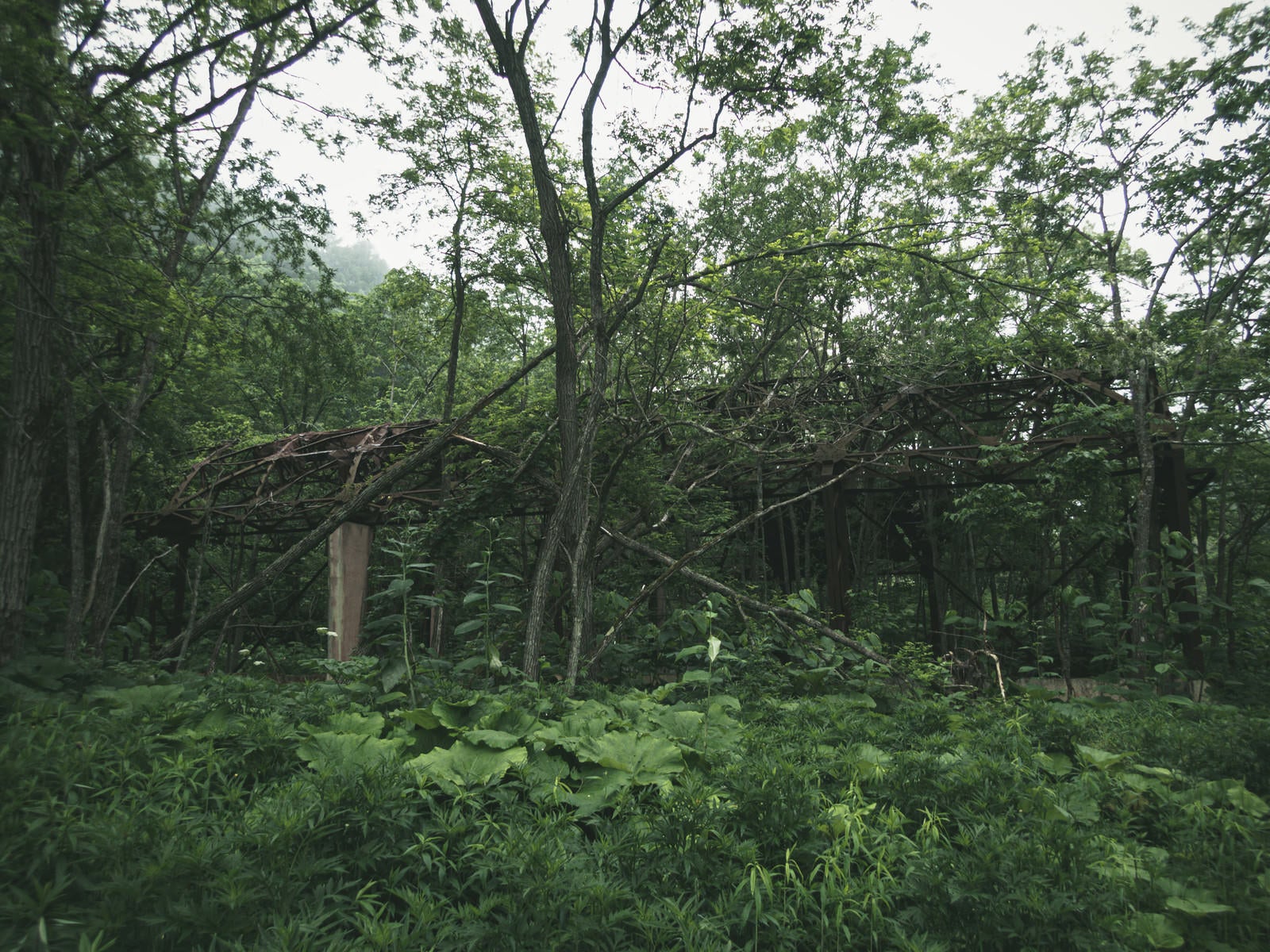 「木々に浸食された廃墟」の写真