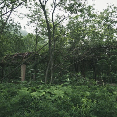 木々に浸食された廃墟の写真