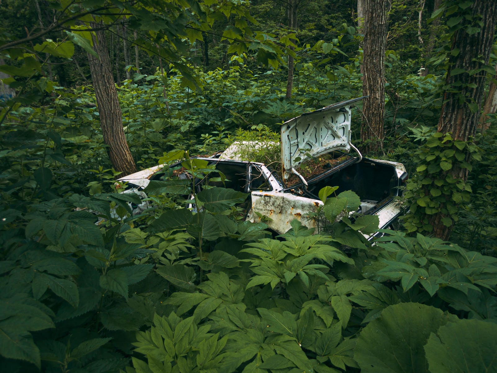 「森に不法投棄された廃車」の写真