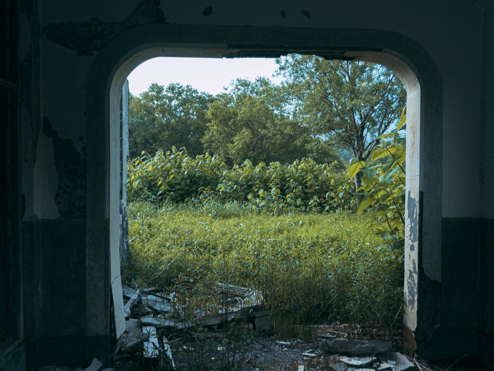 「廃墟から見た茂み」の写真