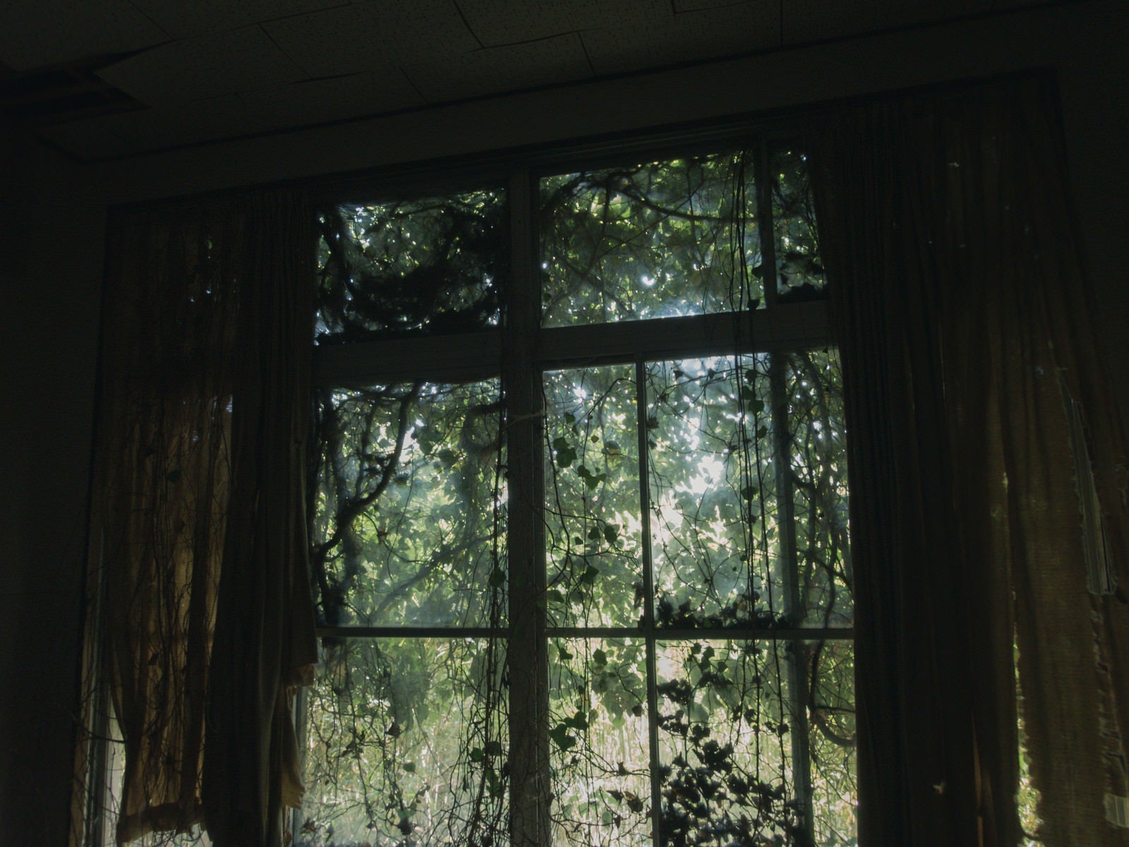 「ボロボロのカーテンと廃屋から見える森」の写真