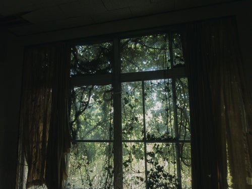 ボロボロのカーテンと廃屋から見える森の写真