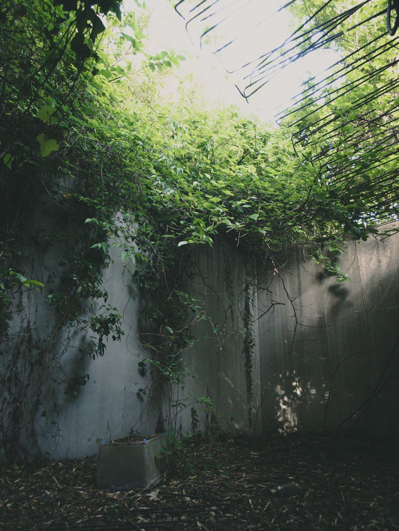 「廃墟に伸びる蔦と鉄筋」の写真