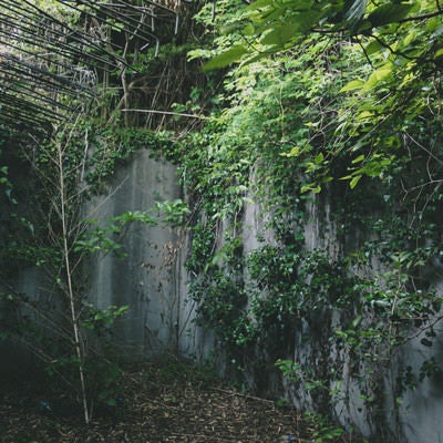 鉄筋と蔦に覆われた廃墟の写真