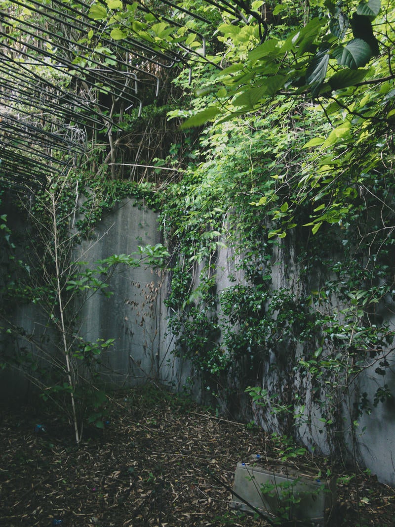 「鉄筋と蔦に覆われた廃墟」の写真