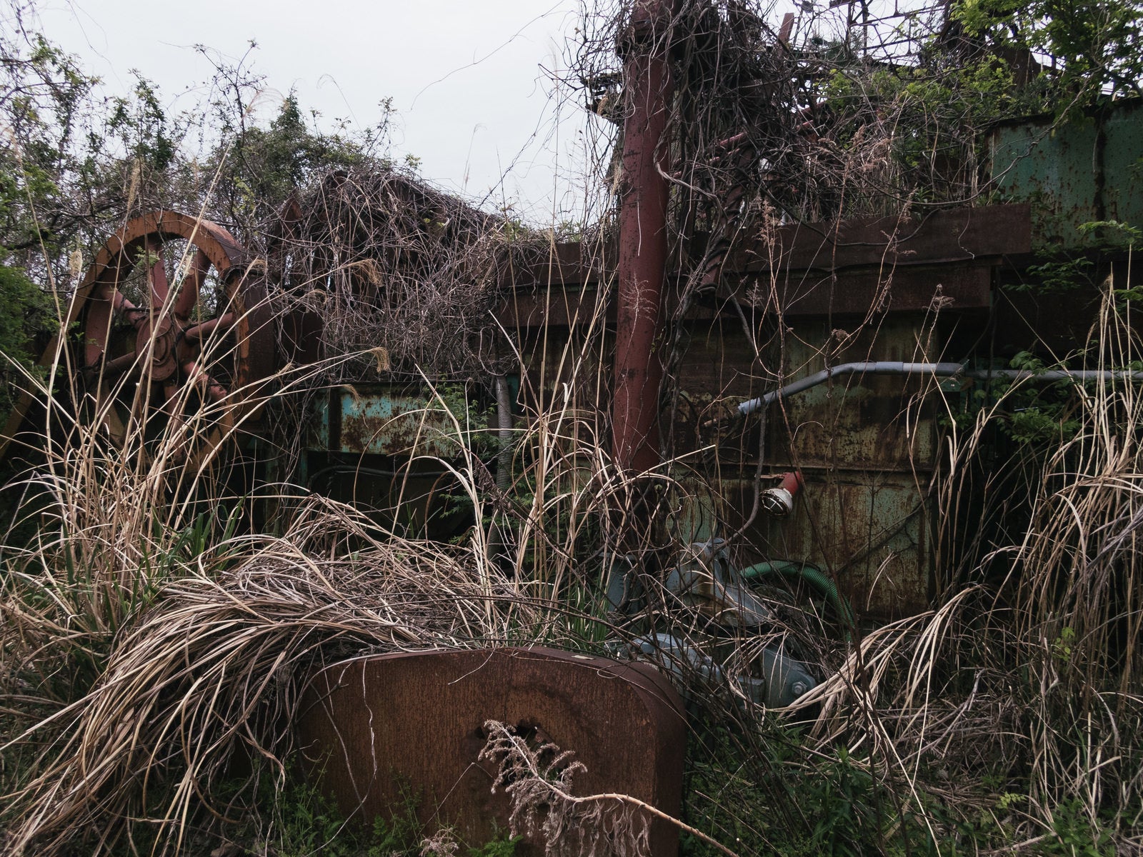 「茂みの中の朽ちた廃工場」の写真