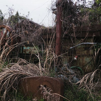 茂みの中の朽ちた廃工場の写真