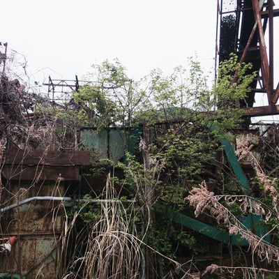 朽ちた廃工場に育つ植物の写真