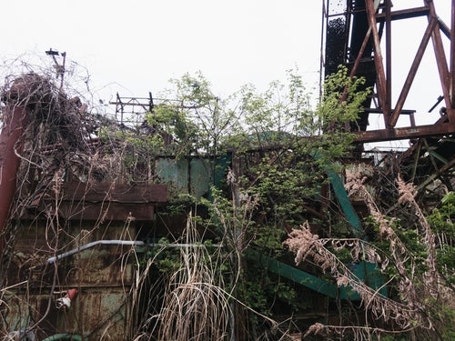 朽ちた廃工場に育つ植物の写真